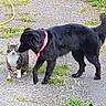 dog, cat, animal, pet, outdoor, grass, gravel, scarf, black_dog, tabby_cat, nature, curious, sniffing, friendship, pavement, greenery, daylight, mammal, companion, leisure