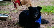 Mireille participe au concours pour gagner de l'argent avec cette photo : dog, outdoor, grass, dirt, car, harness, bandana, pet, animal, canine, leash, metal_bowl, parked_car, fur, black_dog, tan_dog, nature, daylight, two_dogs, resting