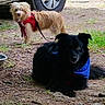 dog, outdoor, grass, dirt, car, harness, bandana, pet, animal, canine, leash, metal_bowl, parked_car, fur, black_dog, tan_dog, nature, daylight, two_dogs, resting