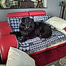 dog, black_dog, couch, blanket, cushion, red_couch, living_room, stone_wall, vintage_scale, decor, indoor, pet, resting, furniture, home, cozy, relaxing, animal, companion, soft_fabric