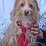 dog, bandana, red, person, hand, white_hoodie, table, glass, wine, beverage, pet, fur, face, portrait, indoor, casual, companionship, animal, sitting, cute