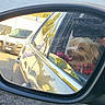 Maxou a rejoint le concours — aidez-le/la à gagner de superbes lots ! dog, car, side_mirror, reflection, vehicle, window, outdoor, sunny, pet, happy, tongue_out, scruffy, transport, daytime, road, parked_cars, animal, travel, cute, companion