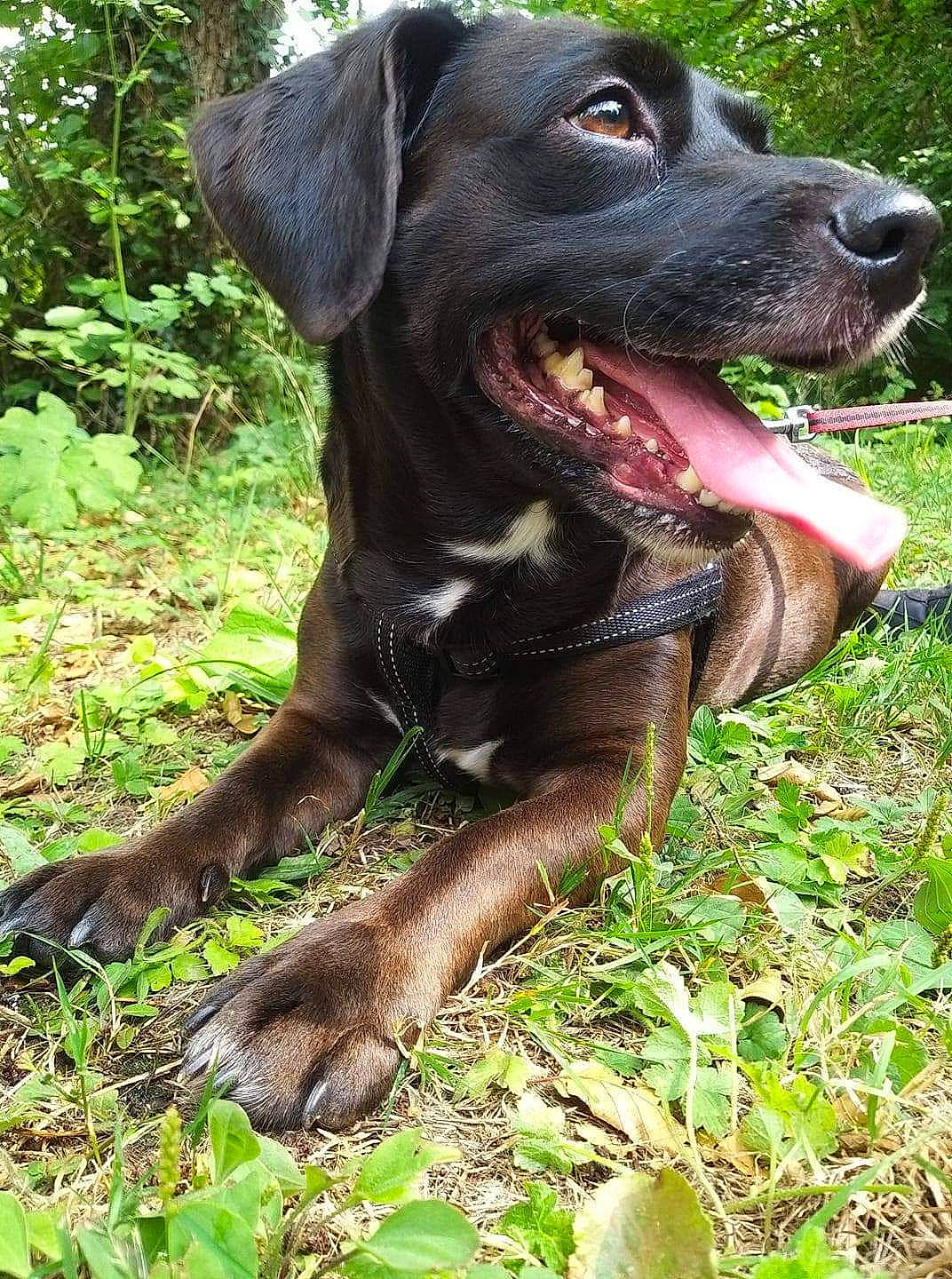 Isko a rejoint le concours — aidez-le/la à gagner de superbes lots ! alaunt, bandog, cane_corso, canidae, carnivore, dog, dog_breed, fawn, fila_brasileiro, guard_dog, hunting_dog, labrador_retriever, mammal, molosser, rare_breed_dog, sporting_group, tosa, vertebrate