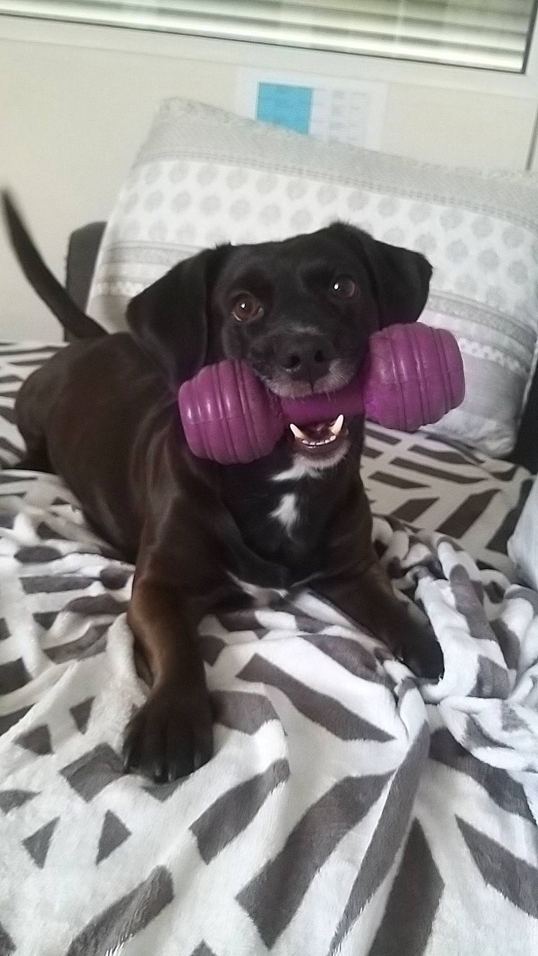 Isko a rejoint le concours — aidez-le/la à gagner de superbes lots ! beagador, borador, canidae, carnivore, companion_dog, dachshund, dog, dog_breed, labrador_retriever, patterdale_terrier, puppy, retriever, sporting_group