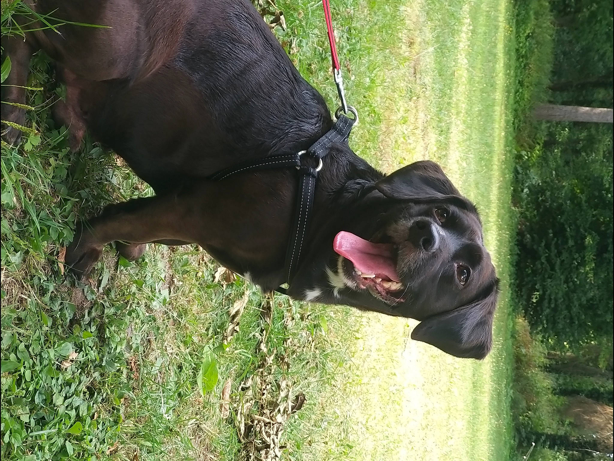 Isko a rejoint le concours — aidez-le/la à gagner de superbes lots ! bandog, canidae, carnivore, dog, dog_breed, fawn, guard_dog, snout, sporting_group