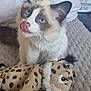 cat, blue_eyes, tongue_out, fluffy, plush_toy, leopard_pattern, spotted, indoor, pet, cute, feline, soft_toy, texture, gray, resting, close_up, whiskers, ears, nose, animal