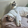 cat, cats, feline, pet, indoor, resting, lying_down, curious, white_fur, brown_fur, blue_eyes, soft_blanket, furniture, shelf, cozy, home, animal, mammal, domestic_animal, relaxed