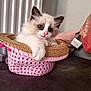 kitten, cat, pet, animal, cute, fluffy, basket, pink, woven, straw, indoors, resting, fur, young, domestic, adorable, small, face, paw, cozy
