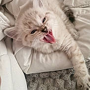 Aslan a rejoint le concours — aidez-le/la à gagner de superbes lots ! kitten, cat, feline, pet, cute, fluffy, whiskers, teeth, tongue, yawning, sleepy, cozy, blanket, indoor, fur, paw, relaxed, domestic_animal, young, animal