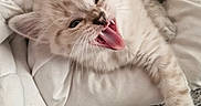 Aslan a rejoint le concours — aidez-le/la à gagner de superbes lots ! animal, blanket, cat, cozy, cute, domestic_animal, feline, fluffy, fur, indoor, kitten, paw, pet, relaxed, sleepy, teeth, tongue, whiskers, yawning, young