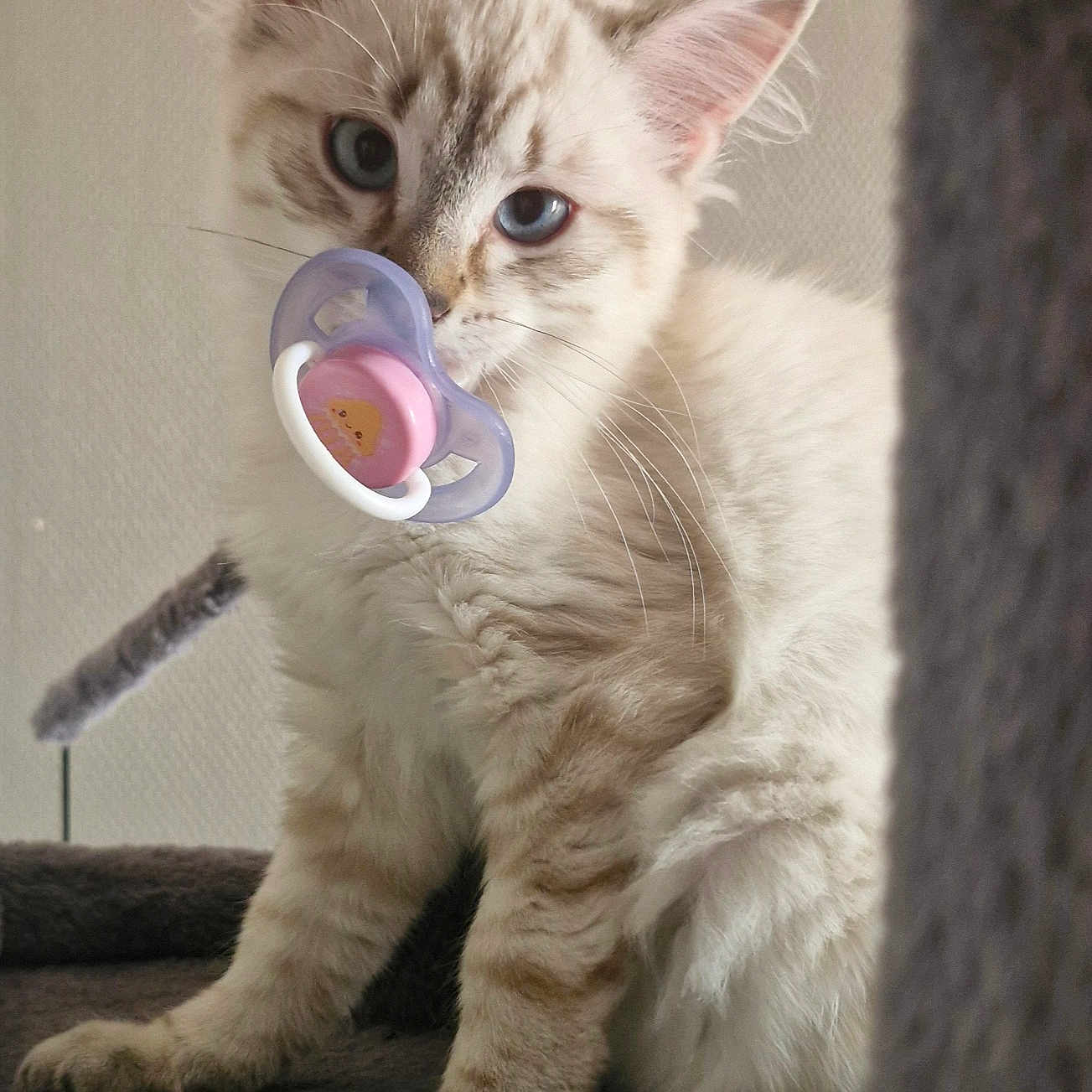 Aslan