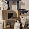 cat, cats, cat_tree, furniture, indoor, pet, animal, wood, cabinet, curious, multi_level, toy, cozy, perched, pet_accessory, domestic_cat, white_cat, brown_cat, striped_cat, playful