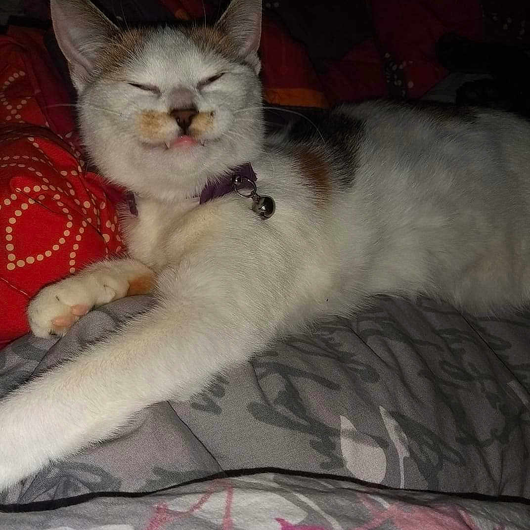 Pixelle