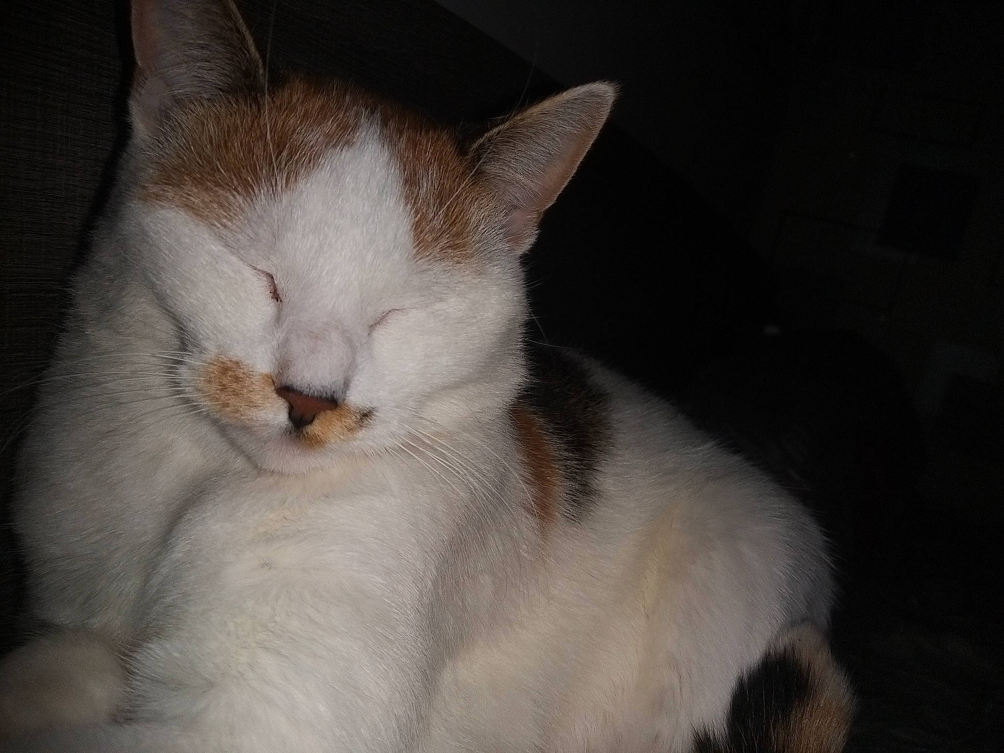 Pixelle participe au concours pour gagner de l'argent avec cette photo : aegean_cat, american_wirehair, asian, carnivore, cat, ear, eye, felidae, fur, javanese, mammal, nose, sky, small_to_medium_sized_cats, snout, tail, whiskers