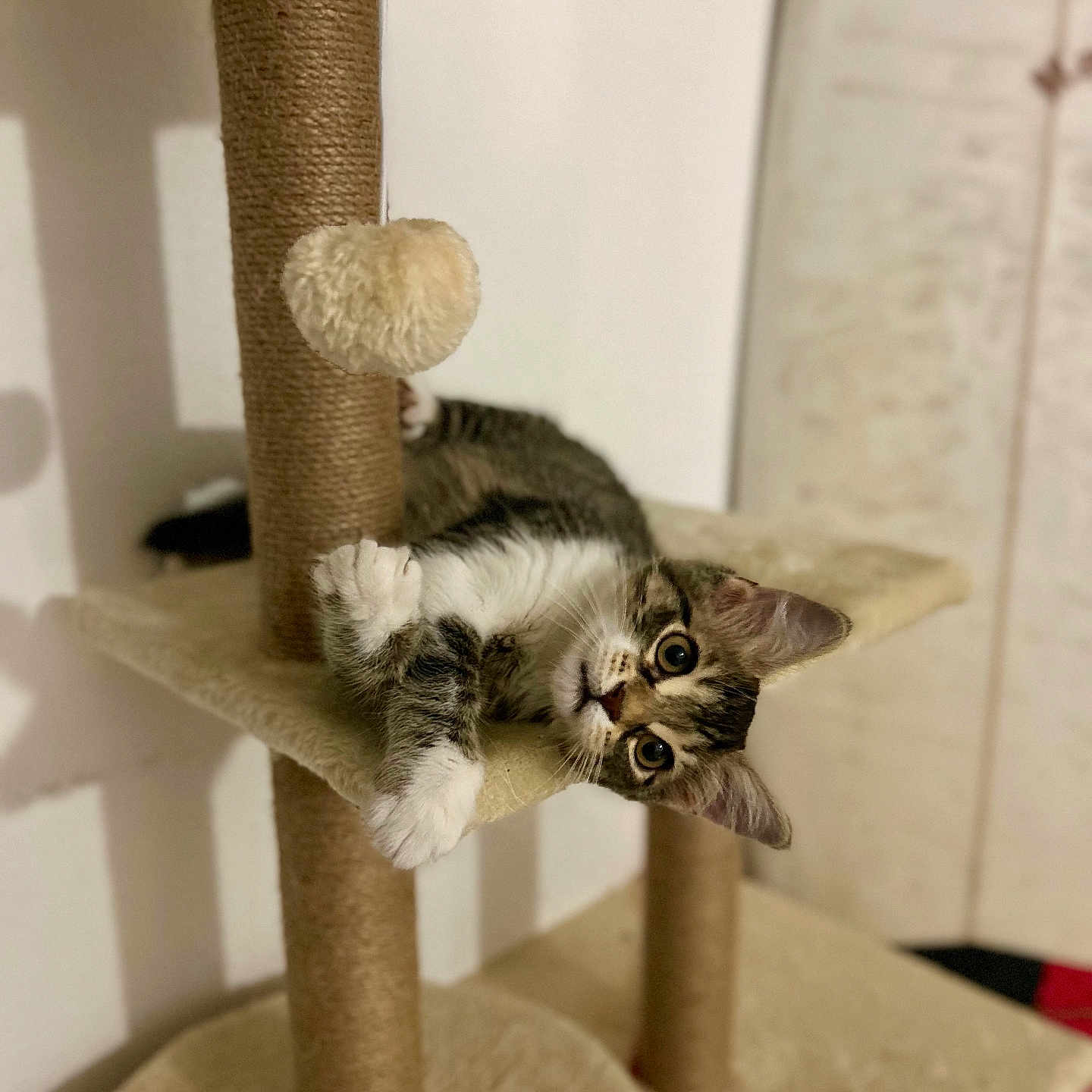Hina participe au concours pour gagner de l'argent avec cette photo : abyssinian, animal, architecture, building, canine, cat, chair, dog, furniture, hardwood, indoors, kitten, livingroom, manx, pet, plywood, room, shelf, siamese, wood