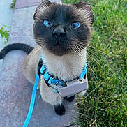 Skippy John Jones is registered to the contest to win money with this photo: cat, siamese_cat, blue_eyes, harness, leash, outdoor, sidewalk, grass, pet, animal, whiskers, curious, sitting, closeup, feline, young_cat, domestic_cat, looking_up, collar, nature