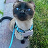 cat, siamese_cat, blue_eyes, harness, leash, outdoor, sidewalk, grass, pet, animal, whiskers, curious, sitting, closeup, feline, young_cat, domestic_cat, looking_up, collar, nature