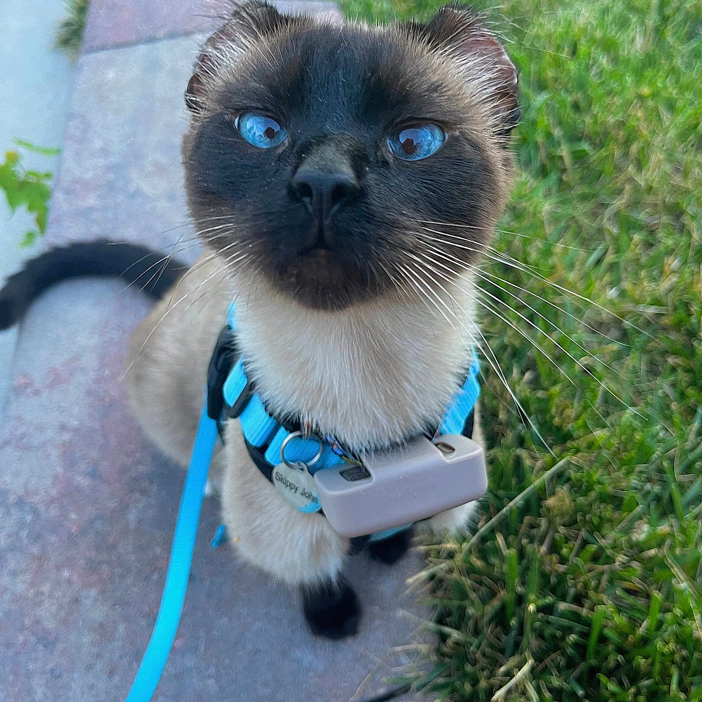 Skippy John Jones is registered to the contest to win money with this photo: cat, siamese_cat, blue_eyes, harness, leash, outdoor, sidewalk, grass, pet, animal, whiskers, curious, sitting, closeup, feline, young_cat, domestic_cat, looking_up, collar, nature