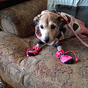 Galata is registered to the contest to win money with this photo: dog, pet, couch, indoors, clothing, booties, leash, furniture, brown, patterned, small_dog, animal, cute, sweater, pink, cozy, resting, domestic, canine, home