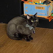 Shadow Kruspe is registered to the contest to win money with this photo: cat, black_cat, bow_tie, pet, indoor, wooden_floor, cardboard_box, toys, sitting, feline, domestic_animal, playful, attention, shelf, collar, cute, animal, household, fur, alert