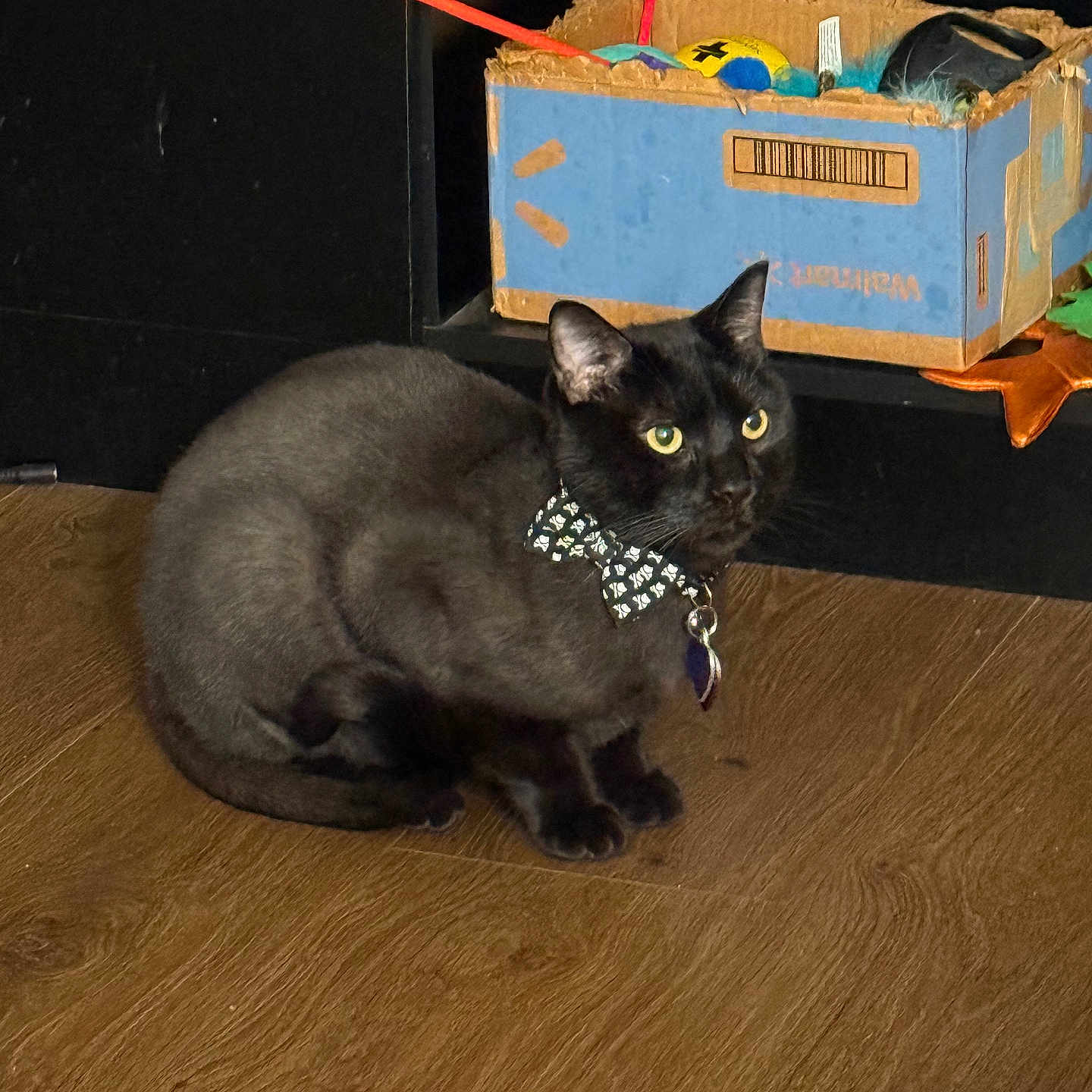 Shadow Kruspe is registered to the contest to win money with this photo: alert, animal, attention, black_cat, bow_tie, cardboard_box, cat, collar, cute, domestic_animal, feline, fur, household, indoor, pet, playful, shelf, sitting, toys, wooden_floor