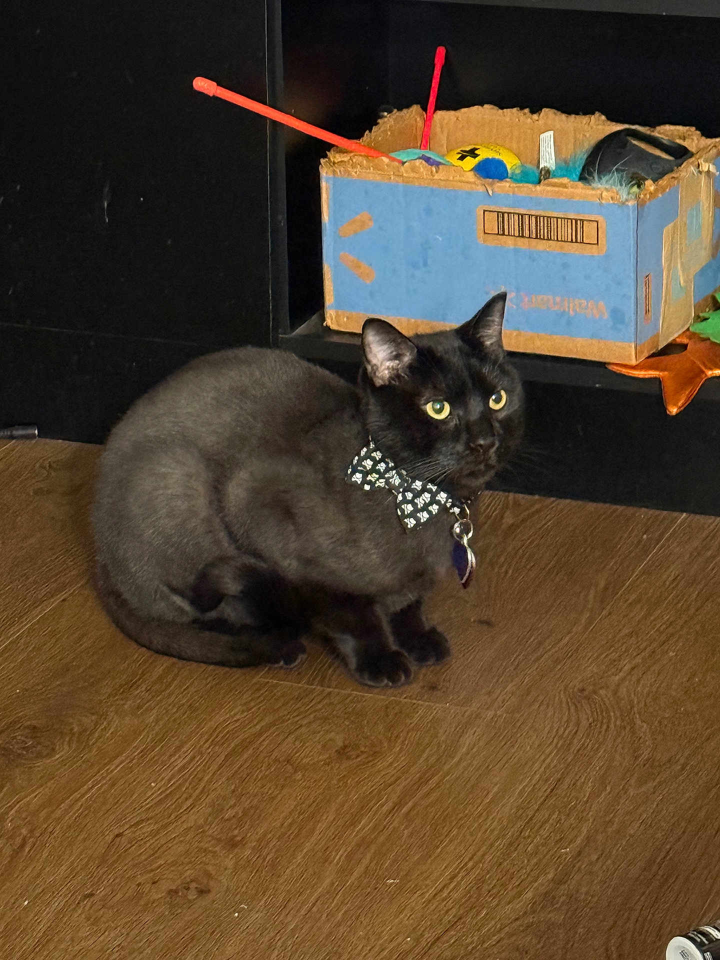 Shadow Kruspe is registered to the contest to win money with this photo: cat, black_cat, bow_tie, pet, indoor, wooden_floor, cardboard_box, toys, sitting, feline, domestic_animal, playful, attention, shelf, collar, cute, animal, household, fur, alert