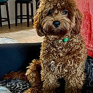 Kelley is registered to the contest to win money with this photo: animal, blanket, brown_dog, collar, companion, couch, cozy, curly_fur, cute, dog, domestic_animal, fur, furniture, indoor, living_room, looking_at_camera, pet, portrait, sitting, stool