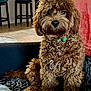 animal, blanket, brown_dog, collar, companion, couch, cozy, curly_fur, cute, dog, domestic_animal, fur, furniture, indoor, living_room, looking_at_camera, pet, portrait, sitting, stool