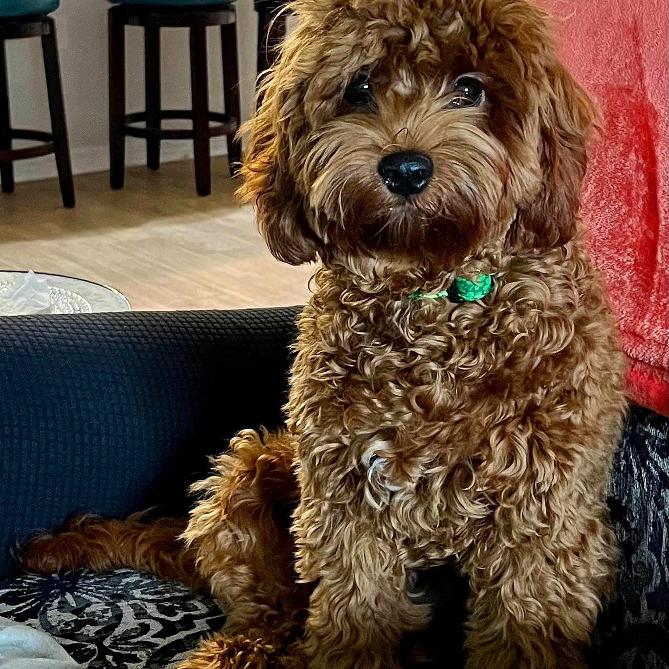 Kelley is registered to the contest to win money with this photo: animal, blanket, brown_dog, collar, companion, couch, cozy, curly_fur, cute, dog, domestic_animal, fur, furniture, indoor, living_room, looking_at_camera, pet, portrait, sitting, stool