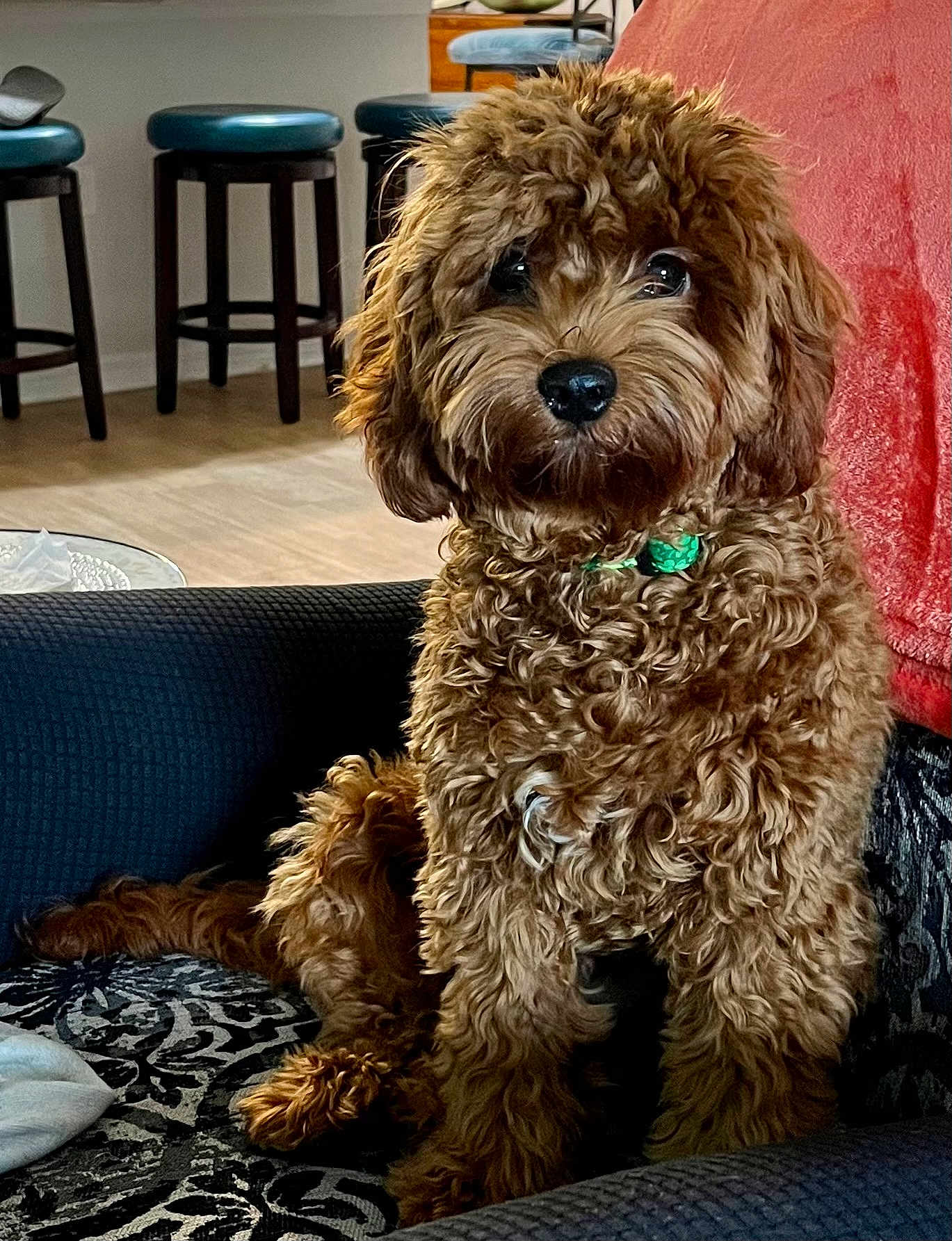 Kelley is registered to the contest to win money with this photo: animal, blanket, brown_dog, collar, companion, couch, cozy, curly_fur, cute, dog, domestic_animal, fur, furniture, indoor, living_room, looking_at_camera, pet, portrait, sitting, stool