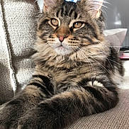 Wejdene a rejoint le concours — aidez-le/la à gagner de superbes lots ! cat, tabby_cat, fluffy, pet, feline, indoor, couch, relaxed, closeup, whiskers, ears, paws, fur, animal, home, sunlight, portrait, mammal, cute, domestic_cat