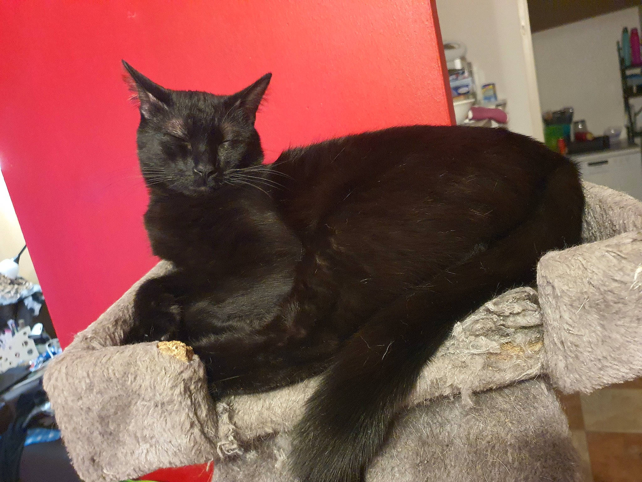 Négan participe au concours pour gagner de l'argent avec cette photo : black_cat, bombay, carnivore, cat, cat_supply, claw, comfort, domestic_short_haired_cat, felidae, fur, grey, havana_brown, paw, sitting, small_to_medium_sized_cats, snout, tail, terrestrial_animal, whiskers