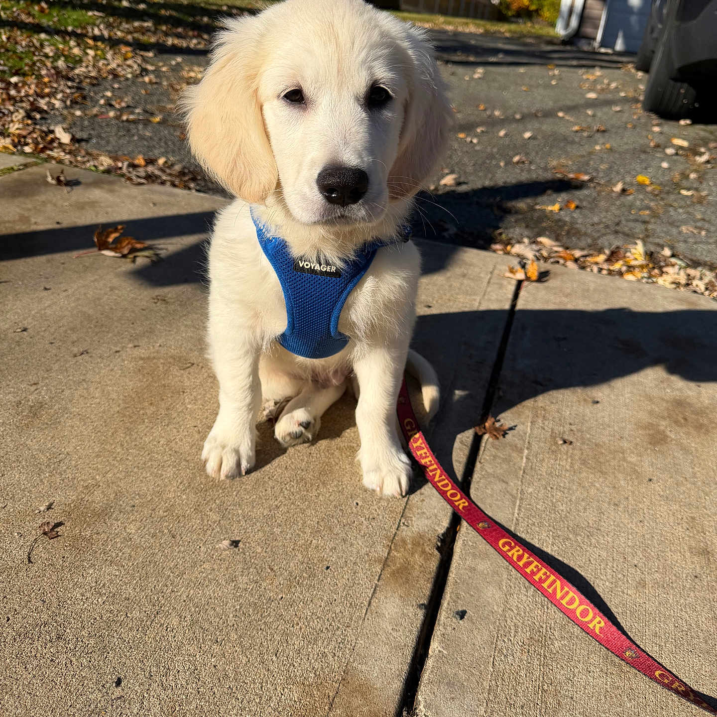 Arturo is registered to the contest to win money with this photo: dog, puppy, golden_retriever, pet, animal, sitting, outdoor, sidewalk, harness, leash, autumn, fallen_leaves, sunlight, neighborhood, driveway, parked_vehicle, fluffy, white_fur, portrait, cute