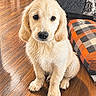 Arturo is registered to the contest to win money with this photo: puppy, dog, golden_retriever, sitting, portrait, fluffy, cream_coat, brown_eyes, black_nose, indoors, wooden_floor, couch, blanket, furniture, home, cute, adorable, pet, looking_at_camera, digital_effect