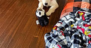 Arturo is registered to the contest to win money with this photo: puppy, dog, cream_fur, fluffy, pet, toy, plush_toy, sitting, lying_down, indoors, hardwood_floor, blanket, colorful_blanket, living_room, human_legs, black_socks, playful, cute, portrait, home