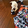 puppy, dog, cream_fur, fluffy, pet, toy, plush_toy, sitting, lying_down, indoors, hardwood_floor, blanket, colorful_blanket, living_room, human_legs, black_socks, playful, cute, portrait, home