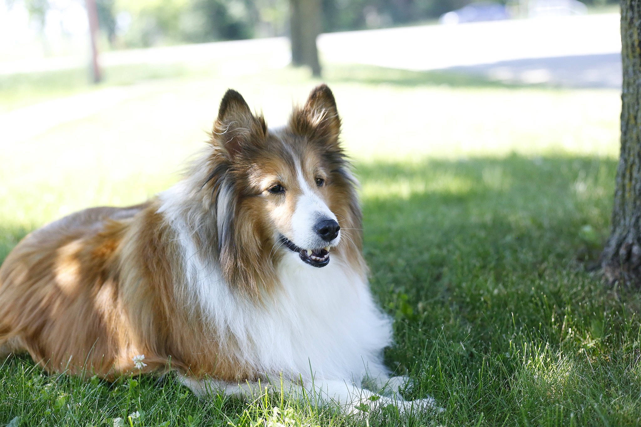 Shep is registered to the contest to win money with this photo: canidae, carnivore, collie, companion_dog, dog, dog_breed, fur, grass, herding_dog, plant, rough_collie, scotch_collie, shetland_sheepdog, snout, sporting_group, terrestrial_animal, tree, whiskers, wildlife, working_dog