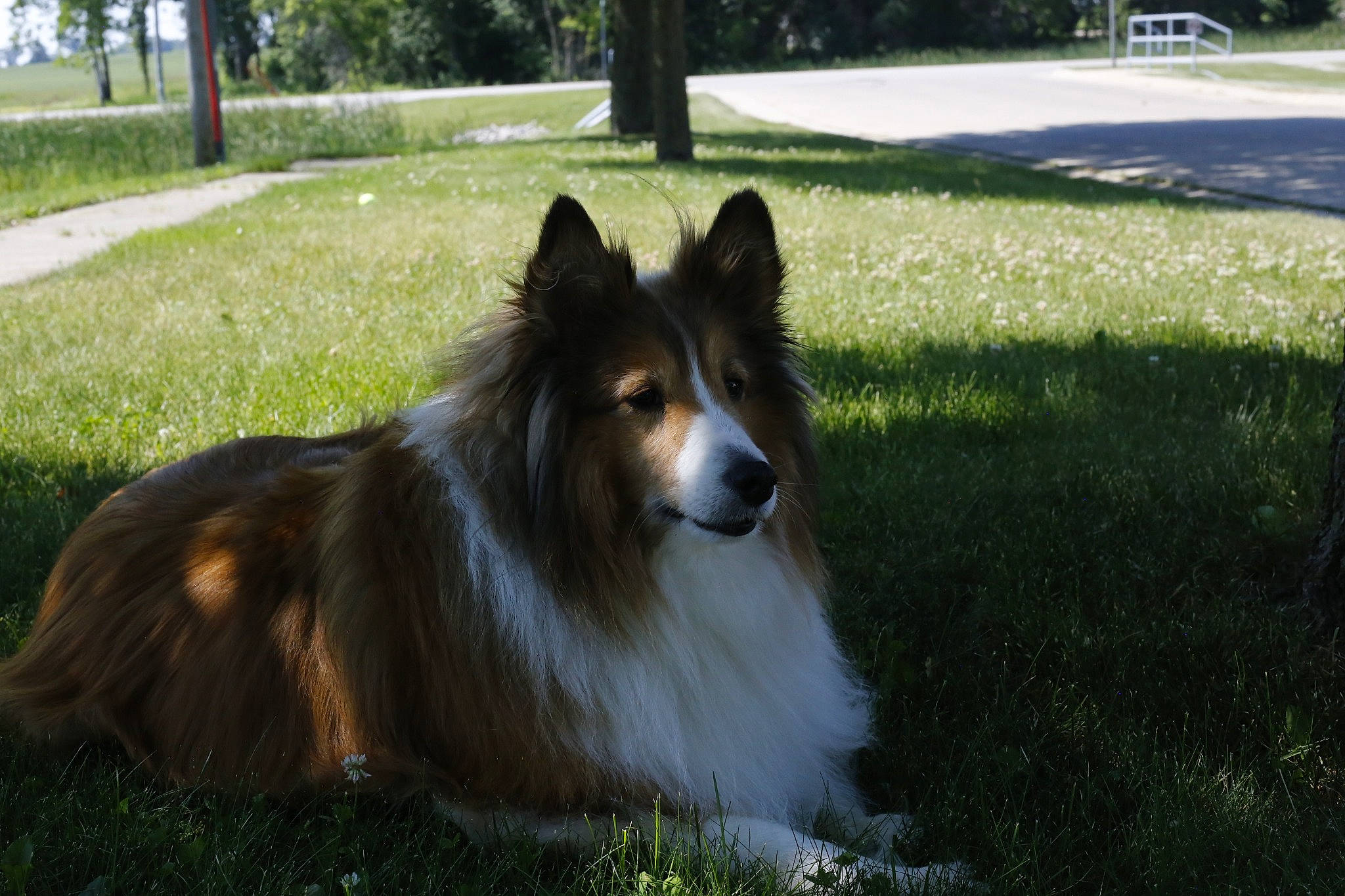 Shep is registered to the contest to win money with this photo: canidae, carnivore, collie, companion_dog, dog, dog_breed, fur, grass, herding_dog, plant, rough_collie, shadow, shetland_sheepdog, snout, sporting_group, terrestrial_animal, tree, wildlife, working_animal, working_dog