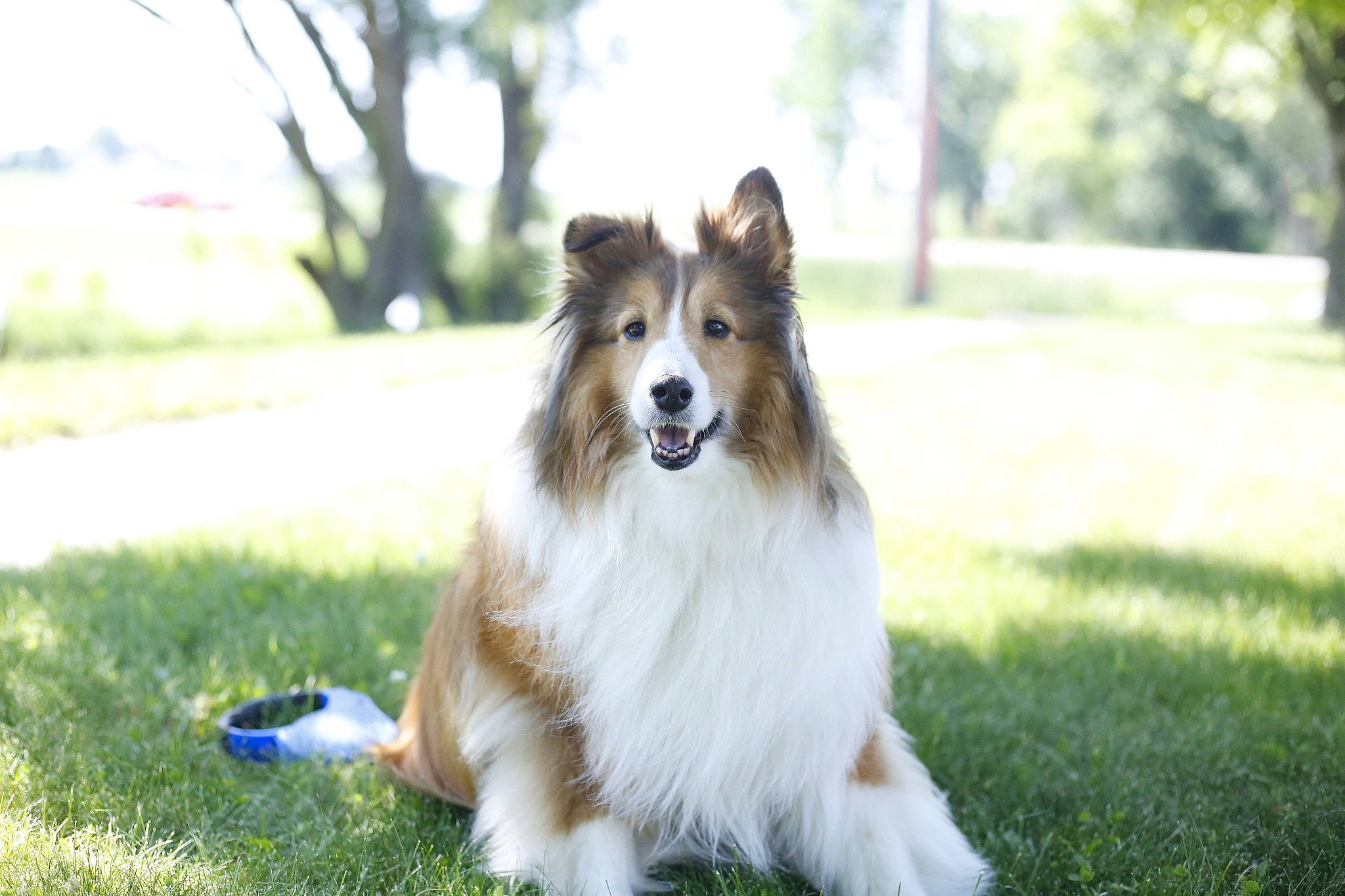 Shep joined the competition — help win amazing prizes! canidae, carnivore, collie, companion_dog, dog, dog_breed, fur, grass, grassland, herding_dog, plant, rough_collie, scotch_collie, shetland_sheepdog, snout, sporting_group, terrestrial_animal, tree, wildlife, working_dog