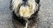 Lodin participe au concours pour gagner de l'argent avec cette photo : dog, shaggy, fluffy, black_and_white, small_dog, long_hair, beard, nose, paws, standing, outdoor, pavement, asphalt, portrait, close_up, animal, pet, canine, fur, adorable
