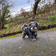 Lodin a rejoint le concours — aidez-le/la à gagner de superbes lots ! dog, small_dog, black_and_white, shaggy, standing, outdoors, country_path, rural, countryside, trees, bare_branches, greenery, grass, dirt, gravel, asphalt, winter, overcast, dog_portrait, nature