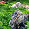 Lodin participe au concours pour gagner de l'argent avec cette photo : dog, dogs, shaggy_dog, small_dog, white_dog, gray_dog, outdoor, garden, grass, backyard, sunlight, nature, path, red_chair, sitting, lying_down, head_tilt, funny, fur, pet