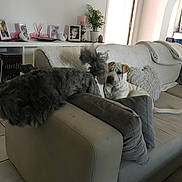 Pégase a rejoint le concours — aidez-le/la à gagner de superbes lots ! dog, dogs, pet, animal, living_room, sofa, couch, cushions, indoor, home, furniture, sitting, lying_down, shaggy_dog, white_dog, brown_dog, portrait, plant, decor, framed_photos
