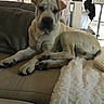 dog, puppy, wrinkles, large_breed, white_fur, tan_fur, floppy_ears, dark_nose, paws, lying_down, couch, sofa, blanket, living_room, indoors, home, dining_area, curtains, portrait, cute