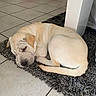 dog, puppy, sleeping, cream_colored, curled_up, shaggy_rug, indoor, home, tile_floor, relaxed, resting, closed_eyes, floppy_ears, black_nose, tail, fur, pet, cozy, dining_area, portrait