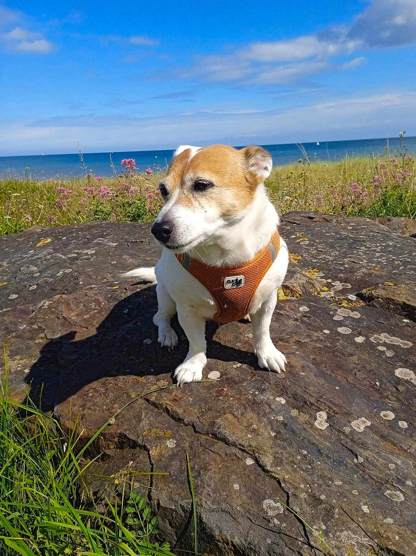 Geeny participe au concours pour gagner de l'argent avec cette photo : dog, rock, outdoor, nature, sea, sky, clouds, grass, wildflowers, harness, pet, canine, sunlight, daytime, coast, landscape, animal, sitting, brown, white