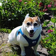 Geeny participe au concours pour gagner de l'argent avec cette photo : dog, outdoor, sunlight, harness, greenery, flowers, pink_flowers, grass, nature, happy, pet, canine, small_dog, smiling, garden, plant, daylight, animal, cute, portrait