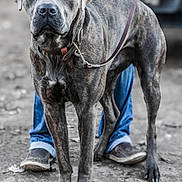 Linkin is registered to the contest to win money with this photo: dog, brindle, leash, collar, person, jeans, shoes, outdoor, dirt, animal, pet, standing, alert, walking, canine, mammal, portrait, closeup, brown, gray