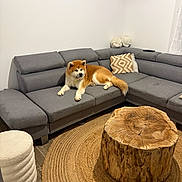 Seishin participe au concours pour gagner de l'argent avec cette photo : akita, dog, gray_sofa, living_room, wooden_coffee_table, round_rug, pillows, modern_furniture, pet, interior, cozy, home, floor, cushion, resting, domestic_animal, canine, indoor, fur, relaxing