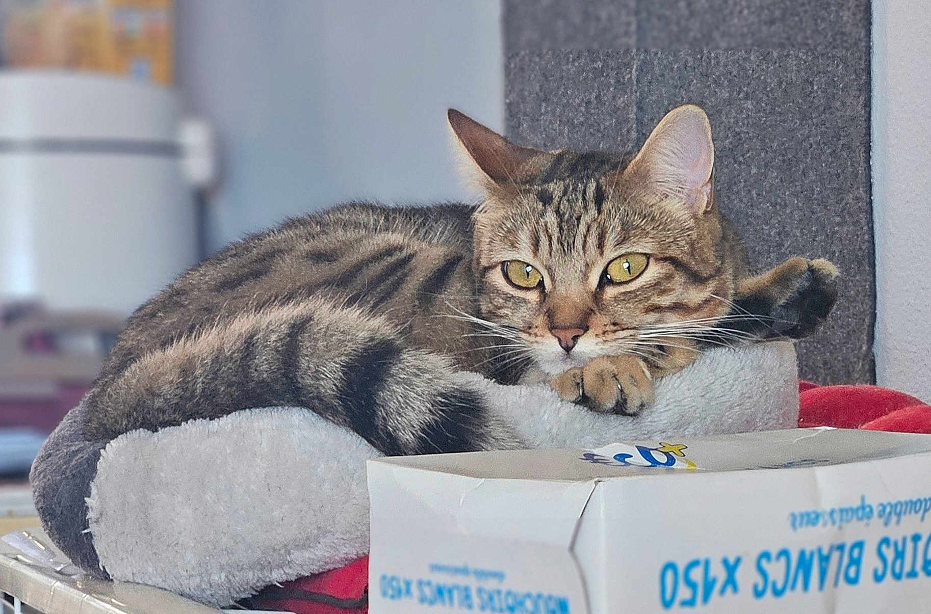 Yepa participe au concours pour gagner de l'argent avec cette photo : cat, tabby, pet_bed, indoor, relaxed, feline, yellow_eyes, fur, whiskers, paws, box, blurred_background, cozy, resting, domestic_animal, striped, closeup, sleepy, cute, animal